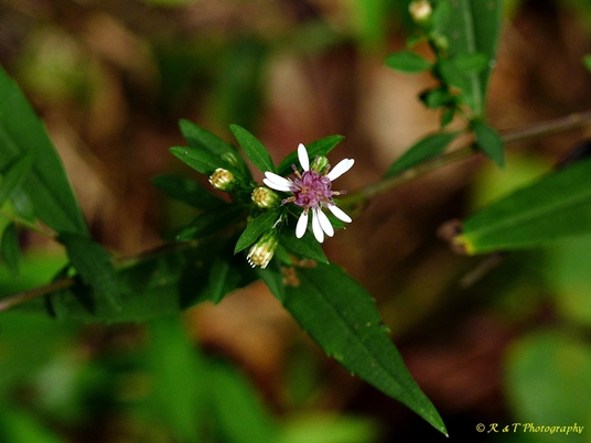 {Symphyotrichum lateriflorum}